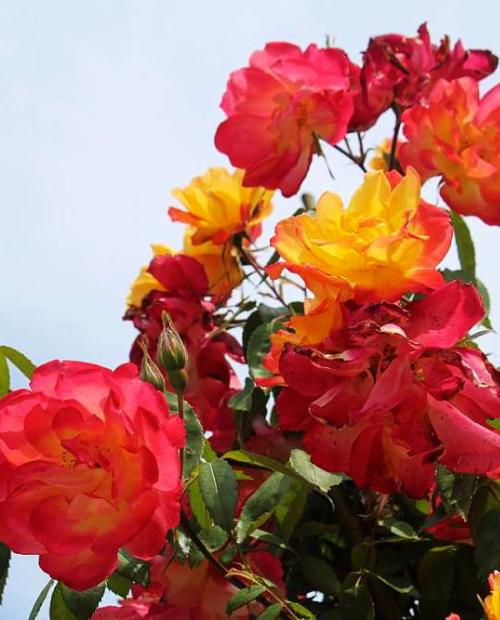 Роза плетистая Полька бабочка желто-красная (саженец класса АА+) высший сорт фото-3