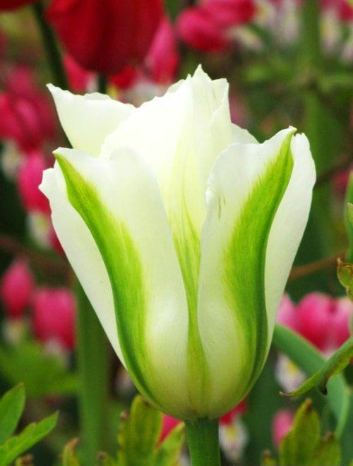 Тюльпан зеленоцветный "Спринг Грин" (Spring Green) 3шт в упаковке (размер 11\12) фото-