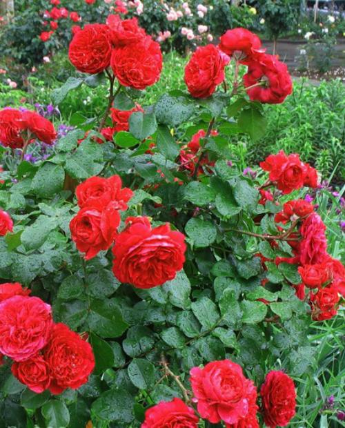 Роза флорибунда красная "Ред Леонардо да Винчи" (саженец класса АА+) высший сорт фото-1