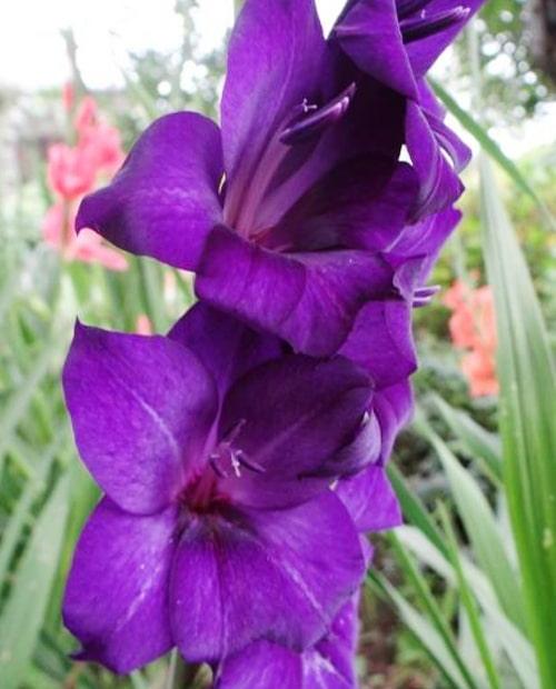 Гладиолус крупноцветковый "Пёрпл Флора" (Purple Flora) 3шт в упаковке фото-1