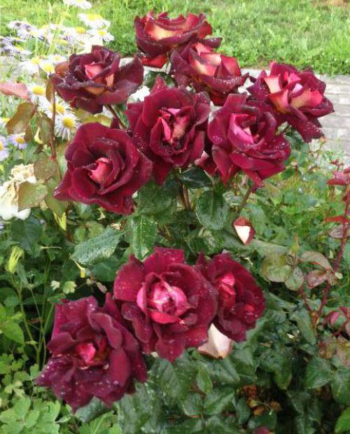Роза флорибунда  темно-красная "Эдди Мидчелл" (саженец класса АА+) высший сорт фото-3
