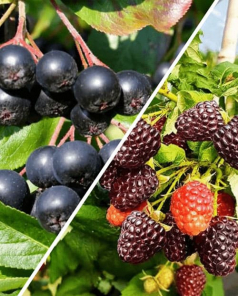 Малина и рябина, комплект из 2 сортов "Ягодное единство" (Berry unity) 2 шт саженцев