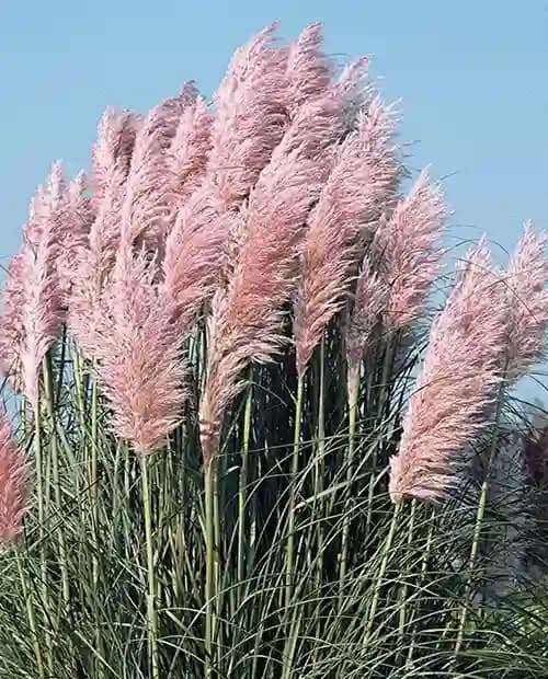 Кортадерия Cелло Розе Плум (Rose Plume) (контейнер Р9) фото-3