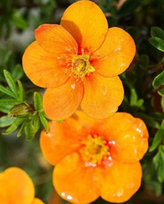 Лапчатка кустарниковая Тангерин (Tangerine) оранжевая (контейнер p9) 1-год