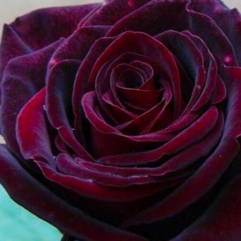 Роза чайно-гибридная темно-бордовая "Чёрная Магия" (саженец класса АА+) высший сорт 