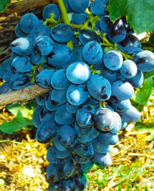 Виноград темно-синий "Гала" (столовый сорт, ранний срок созревания) фото-3