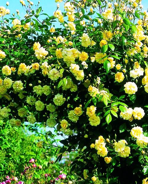 Роза плетистая ярко-желтая "Волшебница" (Enchantress) (саженец класса АА+, премиальный долгоцветущий сорт) фото-1