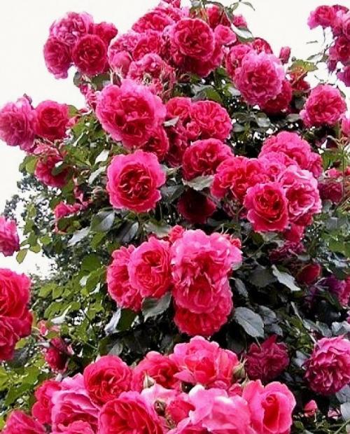 Роза плетистая Маэстро (Maestro) нежно розовая с малиново-сиреневым оттенком (самый обильно цветущий сорт) фото-3