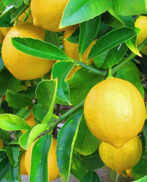 Лимон "Салават" (ремонтантный, устойчивый к заболеваниям сорт) фото-1