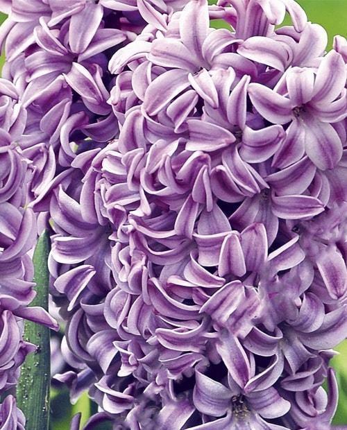 Гиацинт "Splendid Cornelia" 2шт в упаковке фото-0