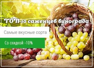 ТОП-10 саженцев винограда со скидкой -10%