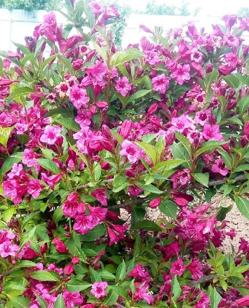Вейгела цветущая Малиновый звон фиолетово-красная (контейнер p9) 1 год фото-1