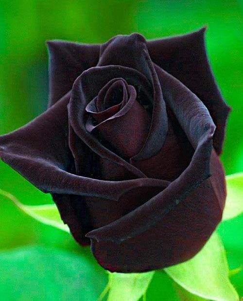 Роза чайно-гибридная Блэк Мэджик черно-красная (саженец класса АА+) высший сорт фото-0
