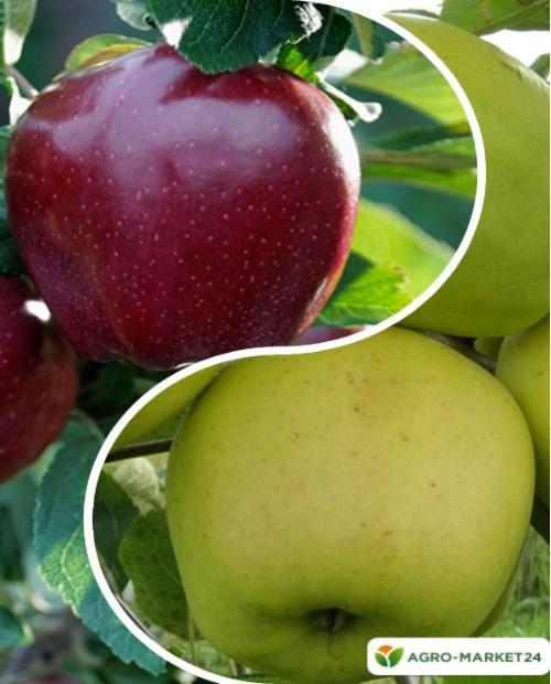Яблоня, комплект из 2-х сортов "Яблочная глазурь" (Apple glaze) 2шт саженцев фото-0