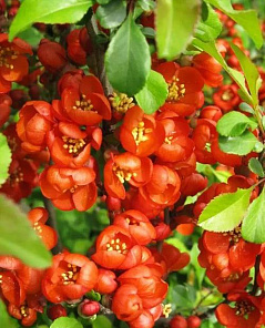 Айва японская 2-х летняя (Chaenomeles japonica) 