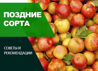 Поздние сорта яблок