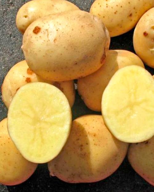 Семенной картофель "Аризона" 1 кг фото-2
