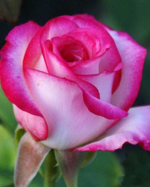 Роза чайно-гибридная Белла Вита биколор (саженец класса АА+) высший сорт фото-3