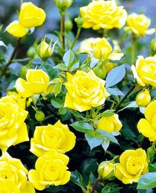 Роза спрей ярко-желтая "Шани" (саженец класса АА+) высший сорт