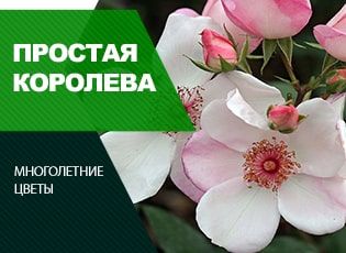 Немахровые розы: быть или не быть