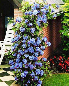 Роза плетистая Блю Мун голубая (саженец класса АА+) высший сорт