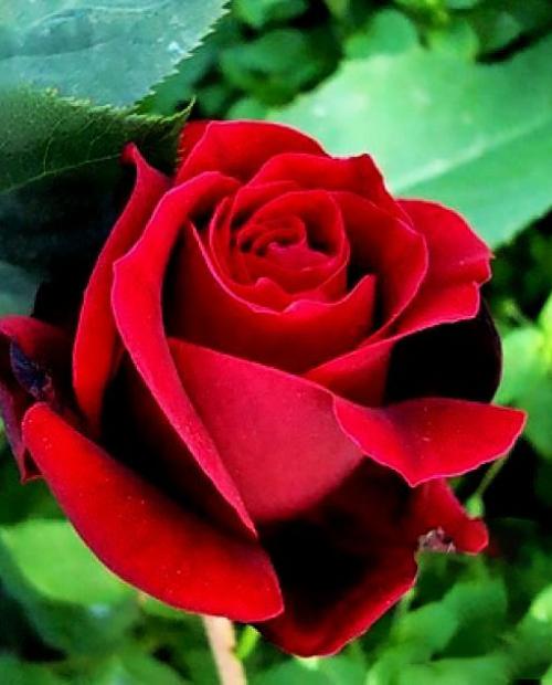 Роза чайно-гибридная темно-красная "Норита" (саженец класса АА+) высший сорт фото-3