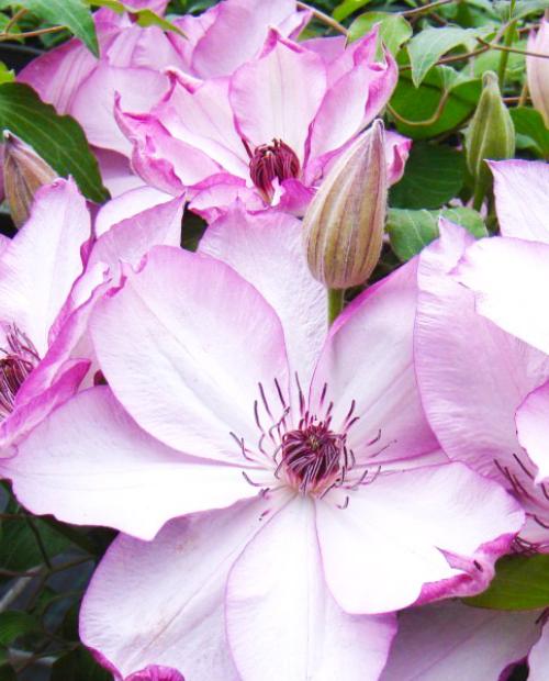 Клематис крупноцветковый Омоширо (Omoshiro) розово-белый (корневая окс) фото-2