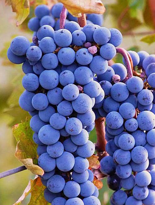 Эксклюзив! Виноград насыщенно-синий "Энрике" (премиальный винный сорт, имеет мускатный вкус) фото-