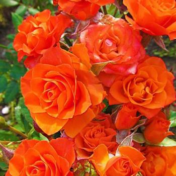 Роза спрей ярко-оранжевая "Колибри" (Hummingbird) (саженец класса АА+, ароматный сорт)