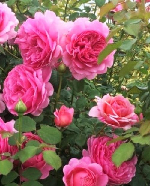 Роза шраб Принцесса Александра розовая (саженец класса АА+) высший сорт фото-2