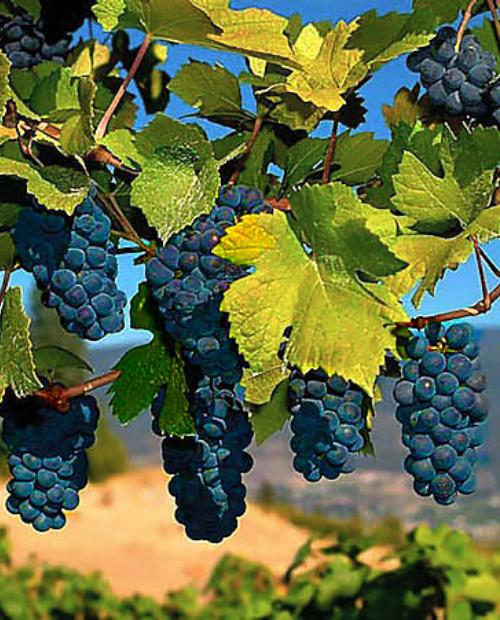 Виноград синий "Альфа" (винный сорт, средний срок созревания) фото-3