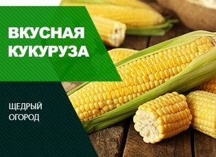 Как сажать кукурузу