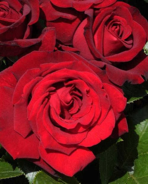 Роза чайно-гибридная красная "Софи лорен" (саженец класса АА+) высший сорт фото-3
