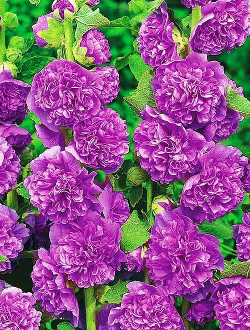 Шток-роза "Виолет" 0,1г ТМ Поиск фото-0