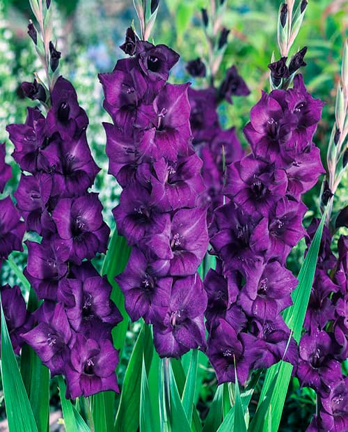 Гладиолус крупноцветковый "Пёрпл Флора" (Purple Flora) 3шт в упаковке фото-2