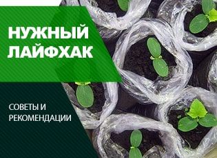 Выращивание рассады в пакетах: достоинства и недостатки