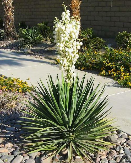 Юкка Филаментоза (Yucca Filamentosa) 1 шт в упаковке фото-3