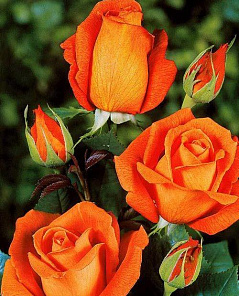 Роза чайно-гибридная Моника оранжевая (саженец класса АА+) высший сорт