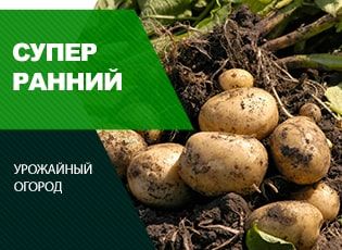 Суперранние сорта картофеля