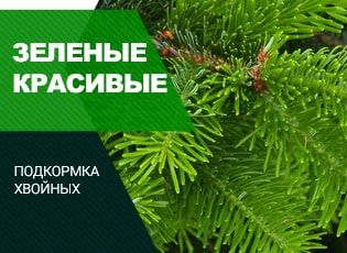 Подкормка хвойных весной