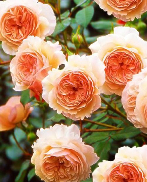 Роза английская Э Шропшир персиковая (саженец класса АА+) высший сорт фото-0