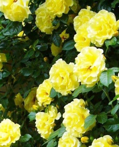 Роза плетистая Казино ярко-желтая (саженец класса АА+) высший сорт фото-0