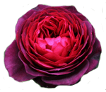 Розы шраб, саженцы