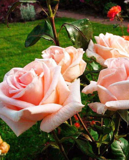Роза чайно-гибридная кремово-розовая "Эмми" (саженец класса АА+) высший сорт фото-2