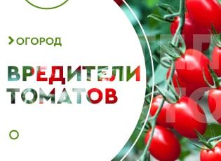 Вредители томатов