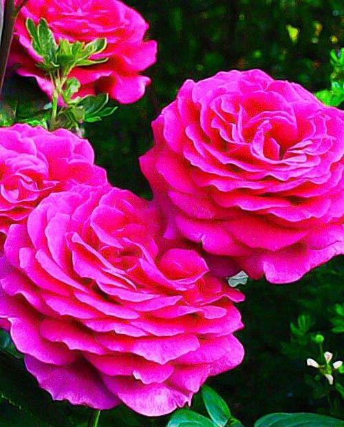 Роза чайно-гибридная малиновая "Big Purple" (саженец класса АА+) высший сорт
