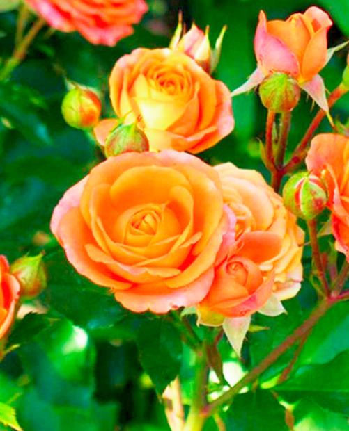 Роза спрей Лайт Оранж оранжевая (саженец класса АА+) высший сорт фото-3