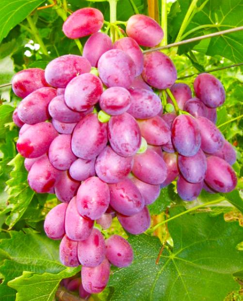 Виноград Ризамат розовый – купить в интернет-магазине Агро-Маркет24