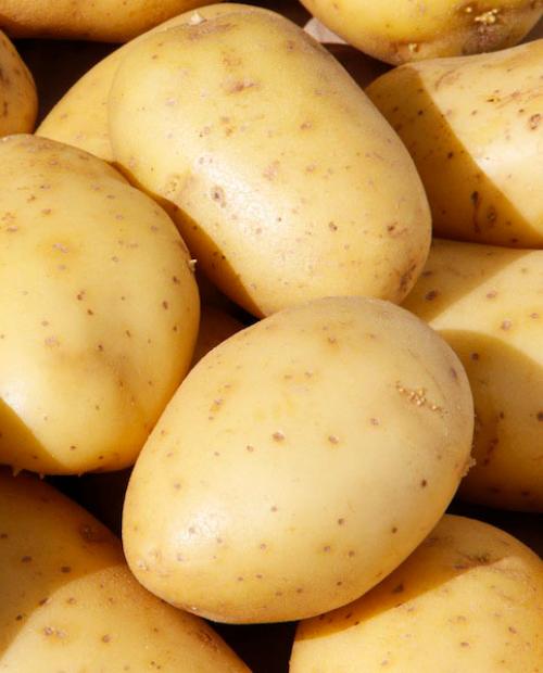 Семенной картофель "Вега" 1кг фото-1