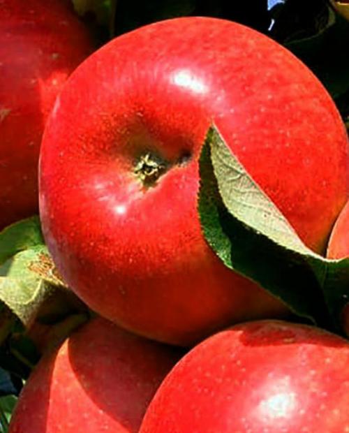 Яблоня колоновидная Красная среднерослая (средний срок созревания)(корневая окс) купить в интернет-магазине Агро-Маркет24